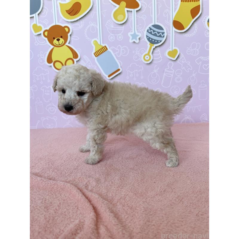 成約済の東京都のトイプードル-442070の6枚目