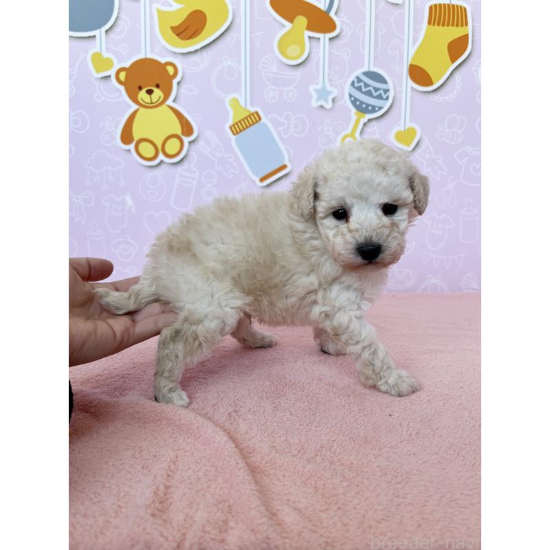 成約済の東京都のトイプードル-442070の5枚目