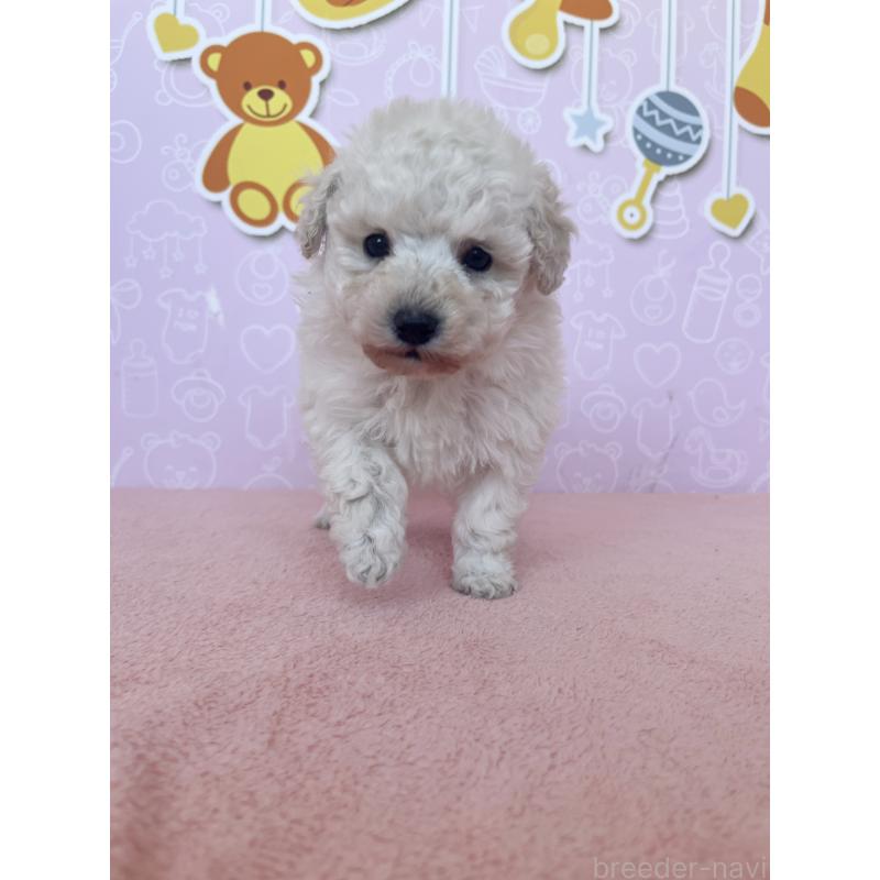 成約済の東京都のトイプードル-442076の5枚目