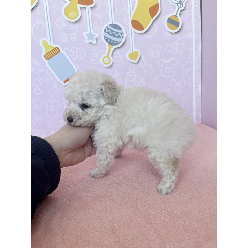 成約済の東京都のトイプードル-442076の4枚目