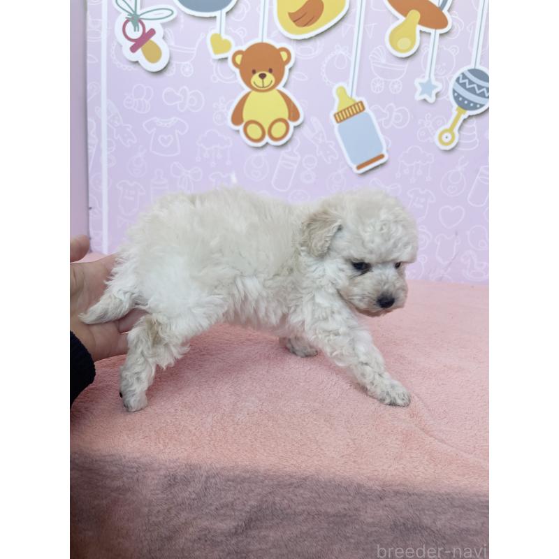 成約済の東京都のトイプードル-442076の3枚目