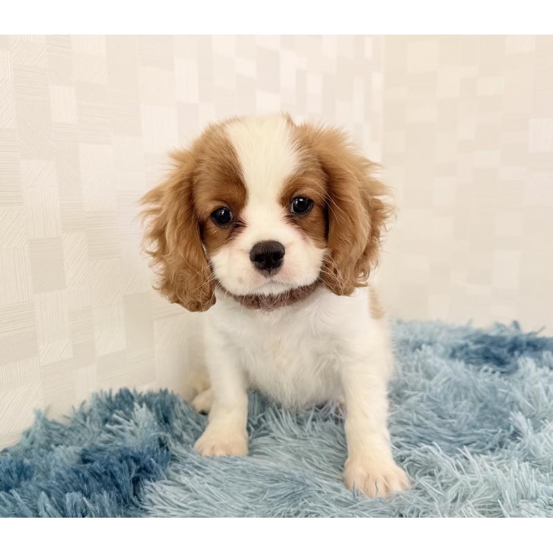 成約済の埼玉県のキャバリアキングチャールズスパニエル-431903の3枚目