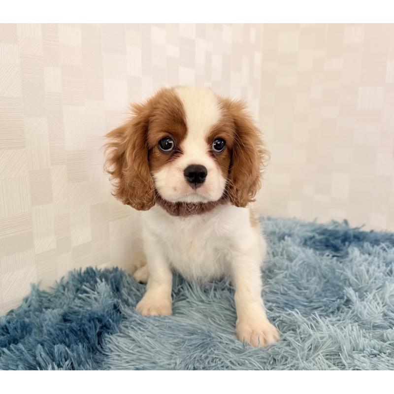 成約済の埼玉県のキャバリアキングチャールズスパニエル-431903の2枚目