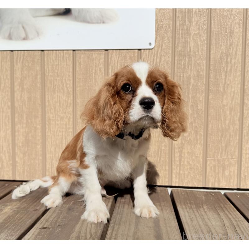 成約済の埼玉県のキャバリアキングチャールズスパニエル-423552の2枚目