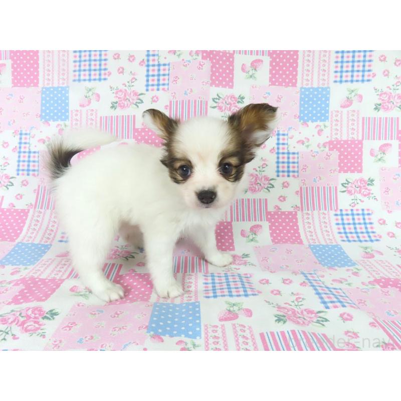 成約済の千葉県のパピヨン-439307の3枚目