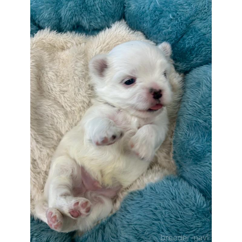 成約済の大阪府のマルチーズ-443227の3枚目