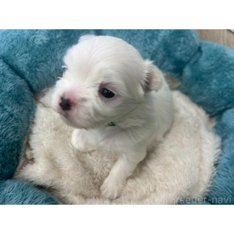 成約済の大阪府のマルチーズ-443227の2枚目