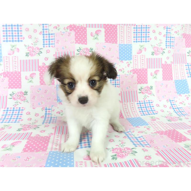 成約済の千葉県のパピヨン-439312の4枚目