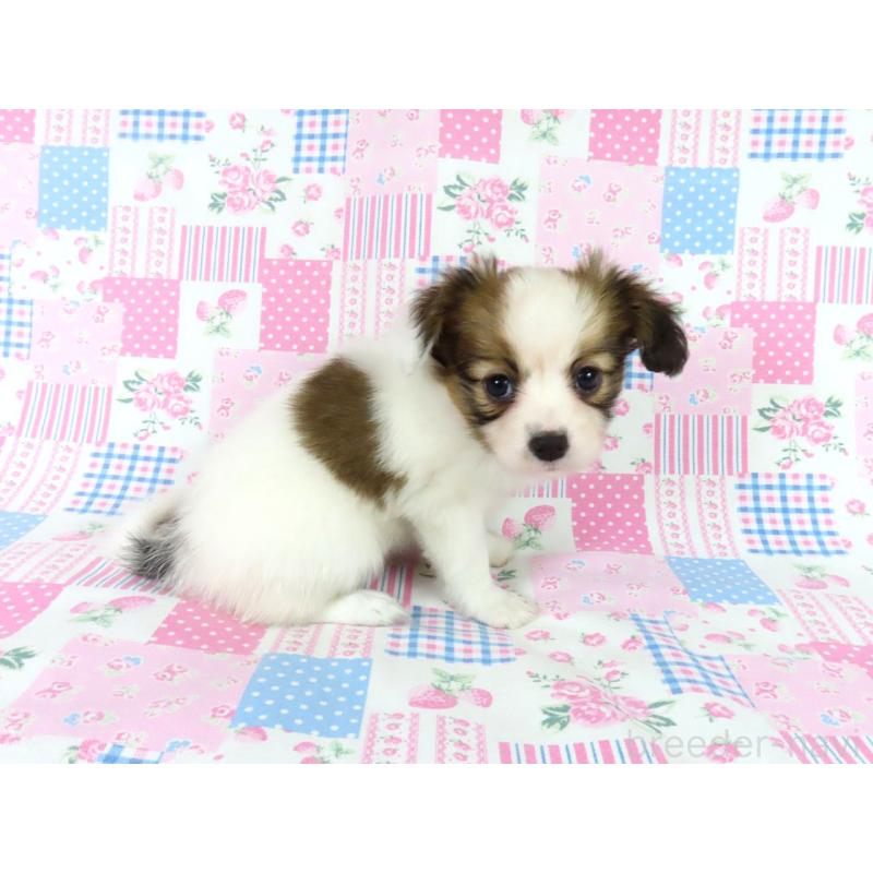 成約済の千葉県のパピヨン-439312の3枚目