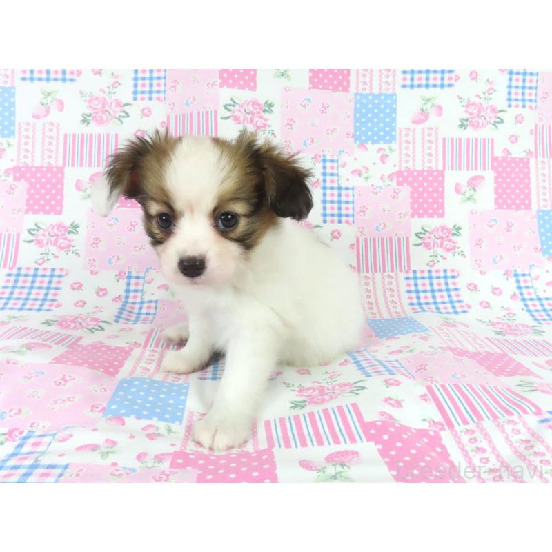 成約済の千葉県のパピヨン-439312の2枚目