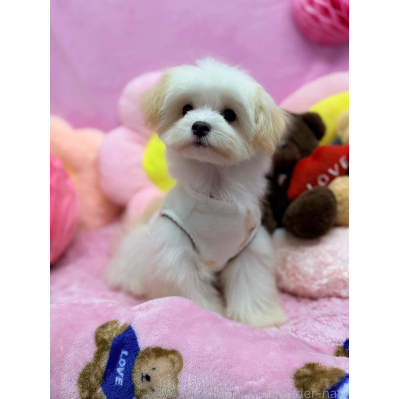 販売中の山形県のチワマル:チワワ×マルチーズ-422367の3枚目