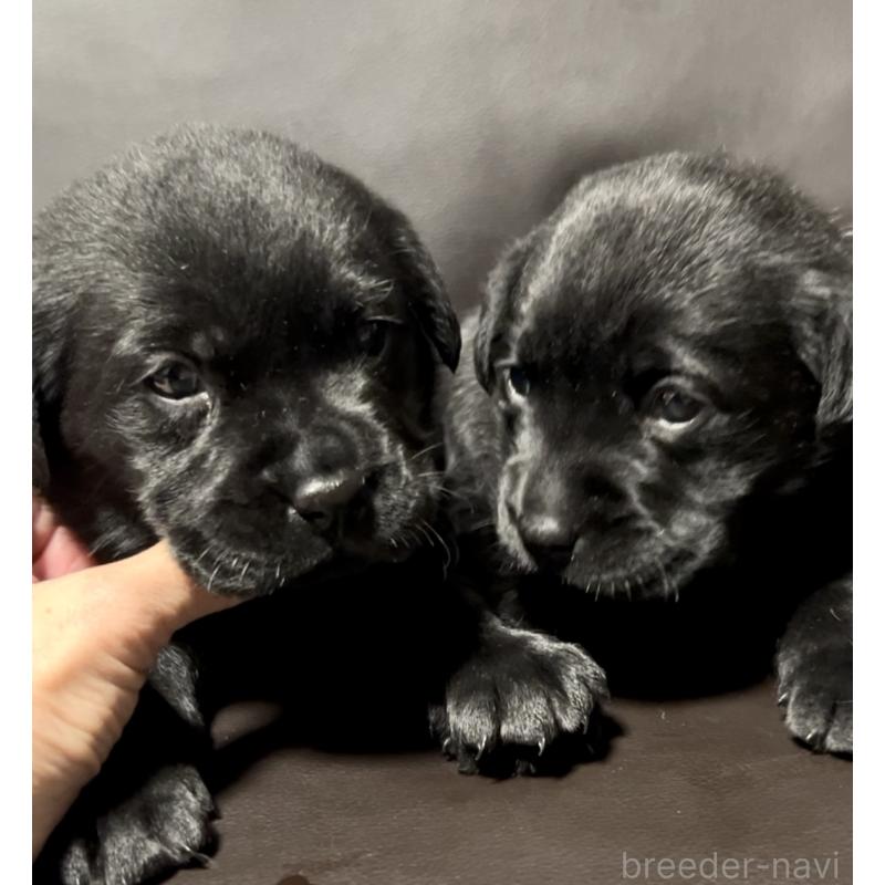 成約済の奈良県のラブラドールレトリーバー-441417の2枚目