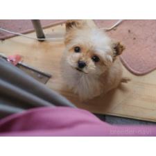 ♀︎トイプードル