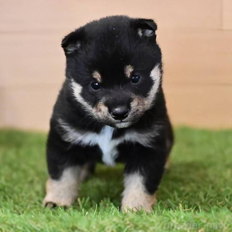 販売中の岡山県の豆柴-441677の6枚目