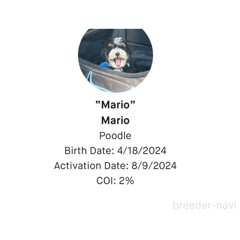 マリオくん3枚目