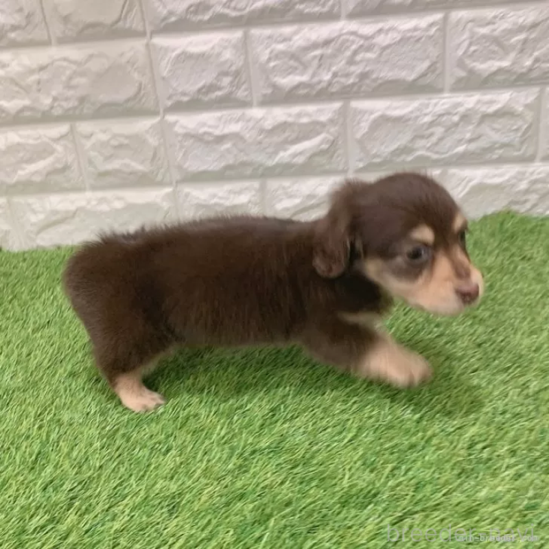 成約済の愛知県のミニチュアダックスフンド(ロングヘアード)-441580の4枚目