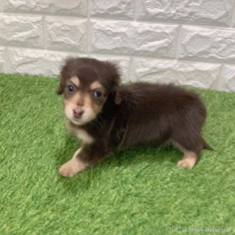 成約済の愛知県のミニチュアダックスフンド(ロングヘアード)-441580の3枚目