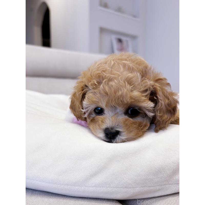 犬舎紹介の愛知県の犬舎紹介-3703の4枚目