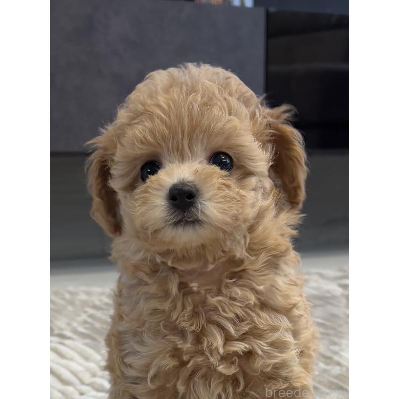 犬舎紹介の愛知県の犬舎紹介-3703の5枚目