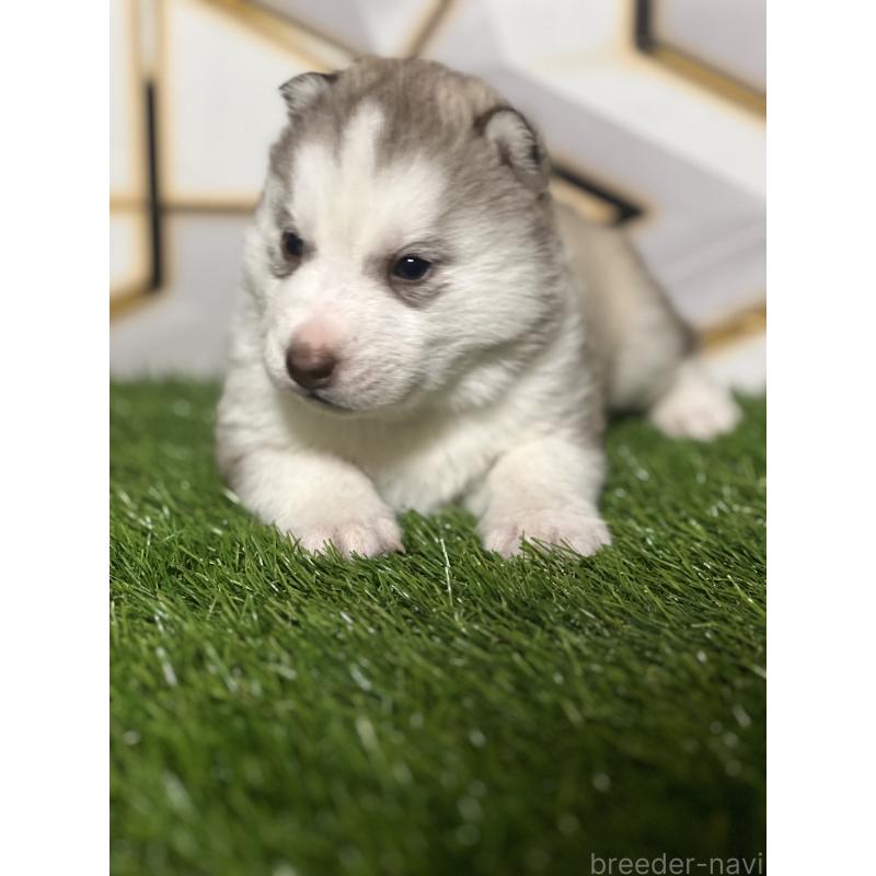 成約済の静岡県のシベリアンハスキー-441846の6枚目