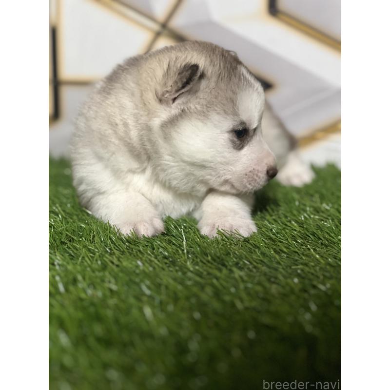 成約済の静岡県のシベリアンハスキー-441846の5枚目