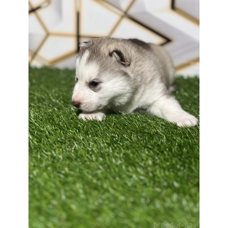 成約済の静岡県のシベリアンハスキー-441846の4枚目