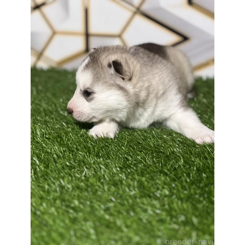 成約済の静岡県のシベリアンハスキー-441846の3枚目