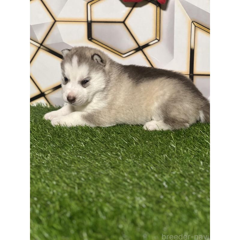 成約済の静岡県のシベリアンハスキー-441846の2枚目