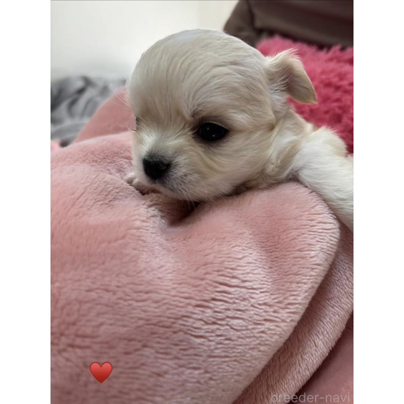 成約済の岐阜県のチワワ(ロングコート)-440944の8枚目