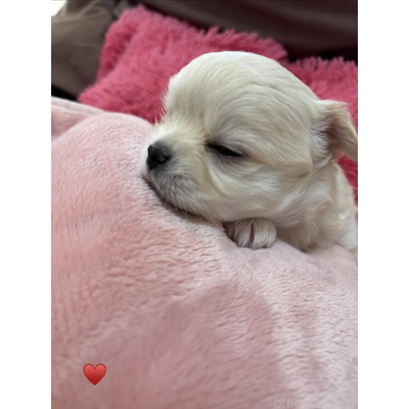 成約済の岐阜県のチワワ(ロングコート)-440944の7枚目