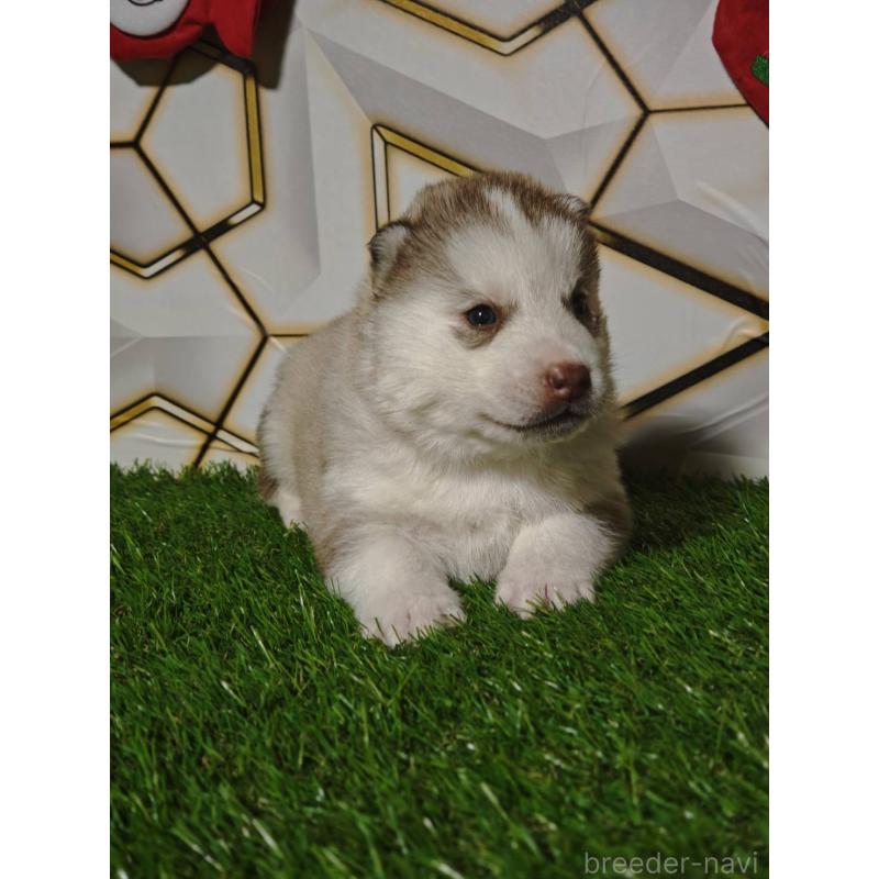 成約済の静岡県のシベリアンハスキー-441848の9枚目