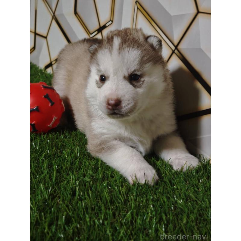 成約済の静岡県のシベリアンハスキー-441848の8枚目