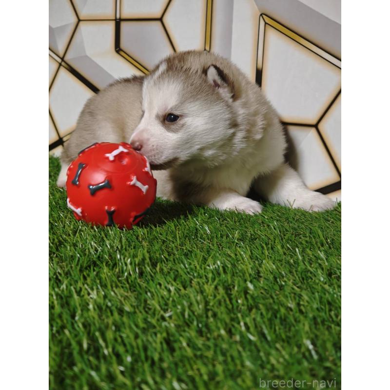 成約済の静岡県のシベリアンハスキー-441848の7枚目