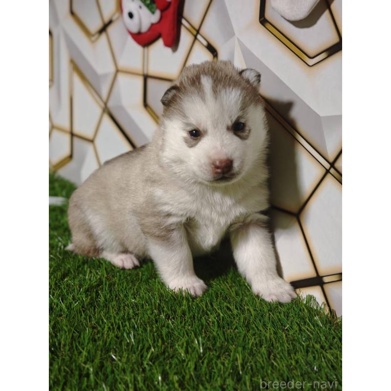 成約済の静岡県のシベリアンハスキー-441848の6枚目