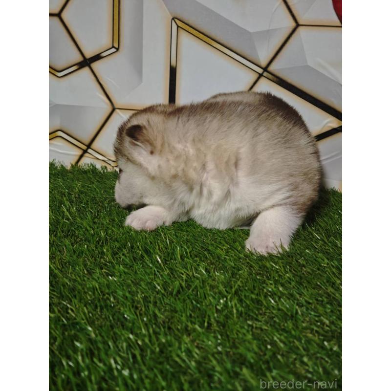 成約済の静岡県のシベリアンハスキー-441848の5枚目