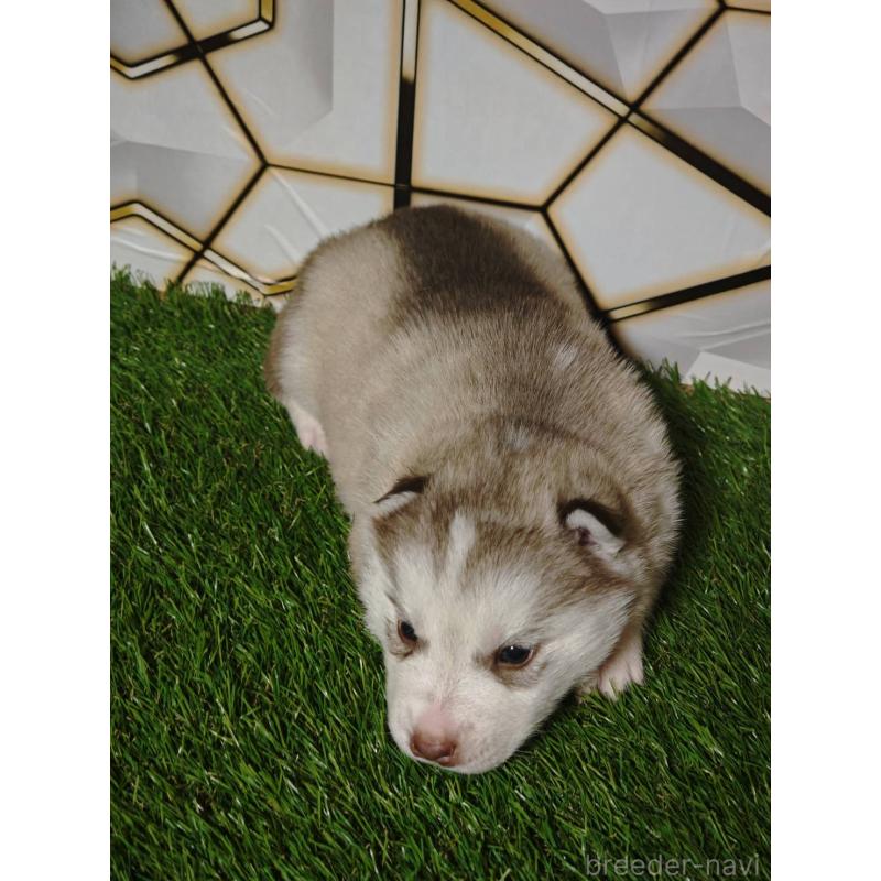 成約済の静岡県のシベリアンハスキー-441848の4枚目