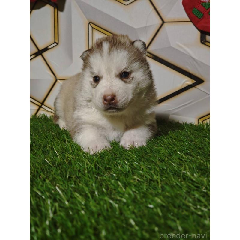 成約済の静岡県のシベリアンハスキー-441848の3枚目