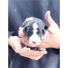 ♀︎バーニードゥードル:バーニーズ×スタンダードプードル