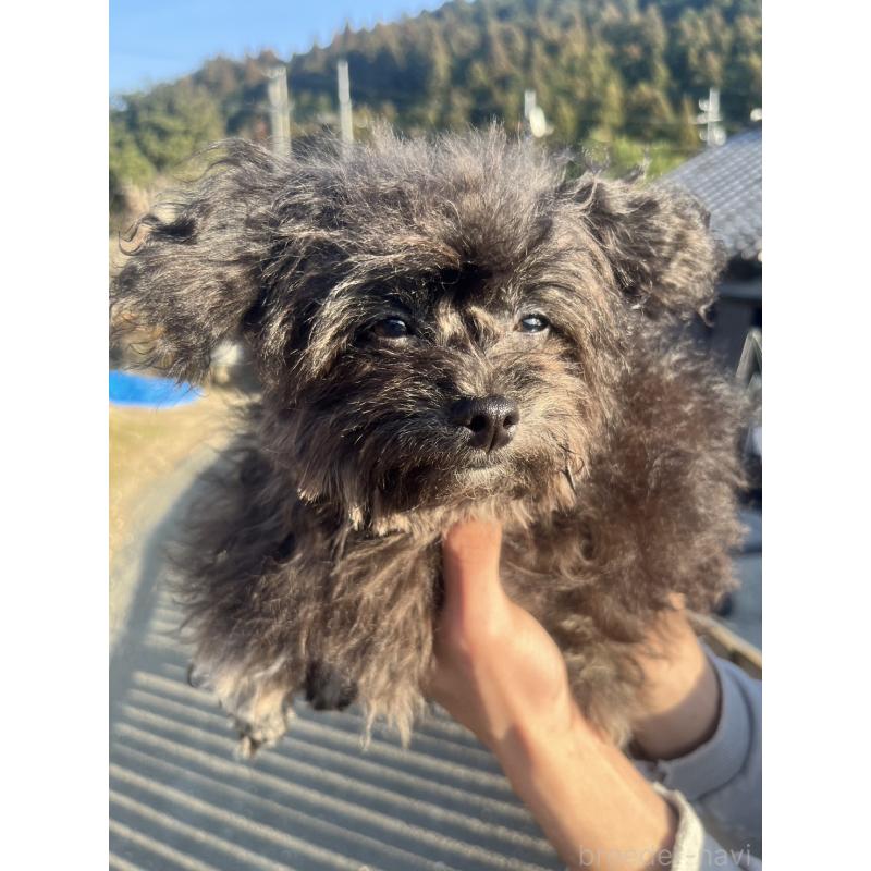 販売中の愛知県のチワプー:チワワ×トイプードル-413333の13枚目