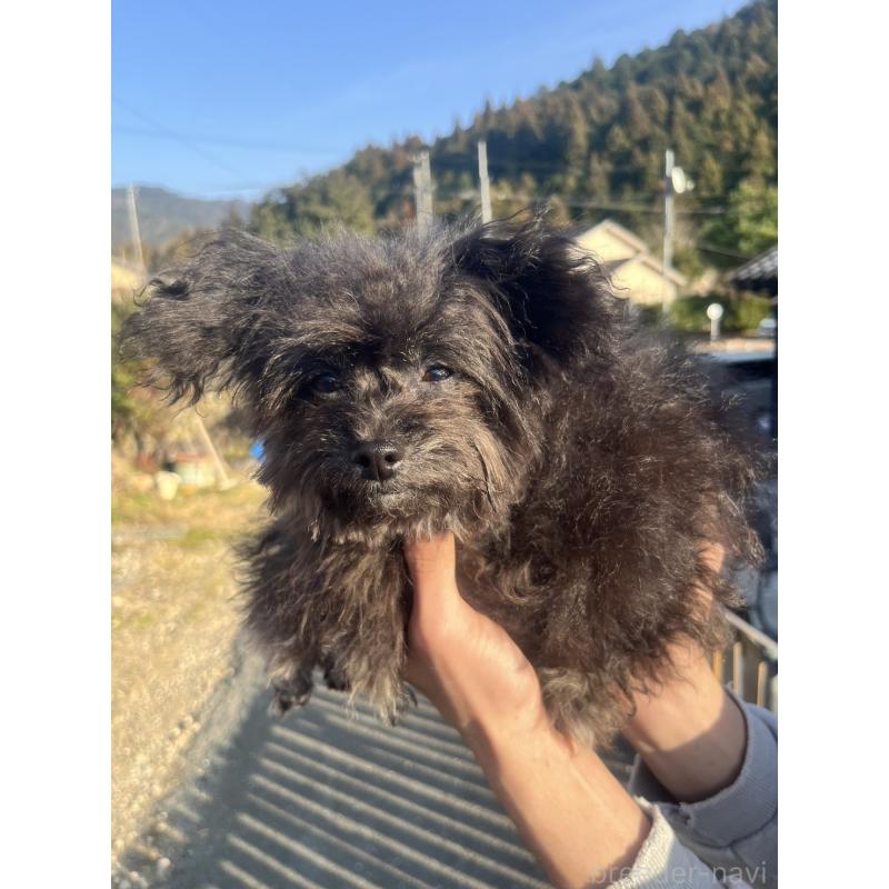 販売中の愛知県のチワプー:チワワ×トイプードル-413333の12枚目