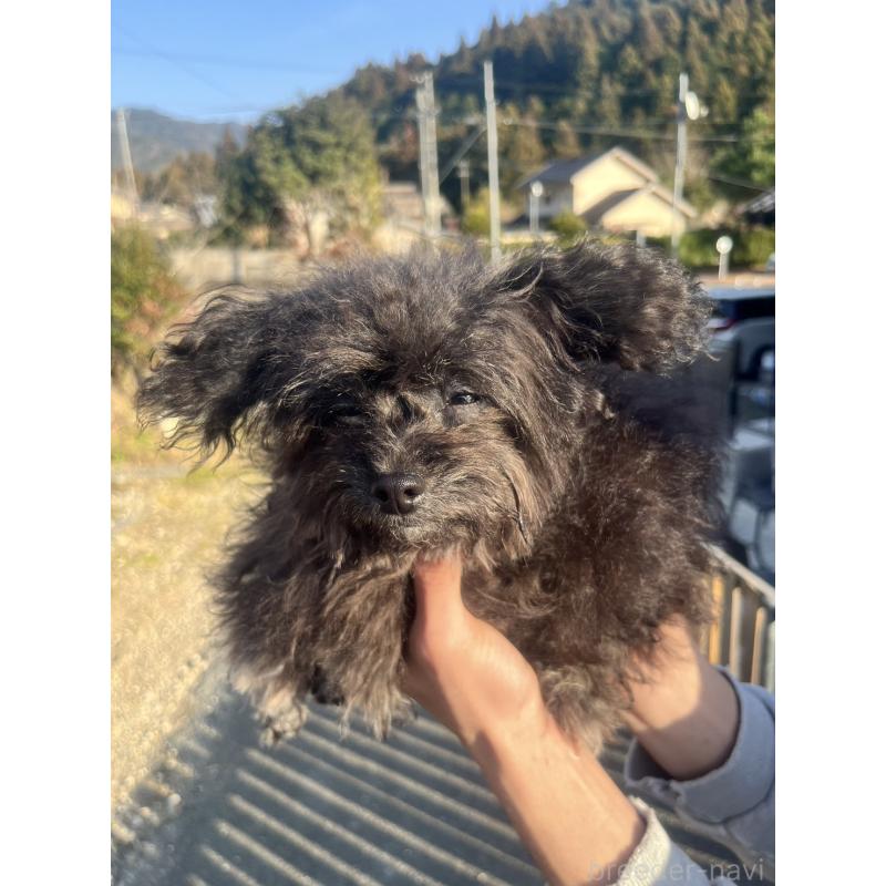 販売中の愛知県のチワプー:チワワ×トイプードル-413333の11枚目