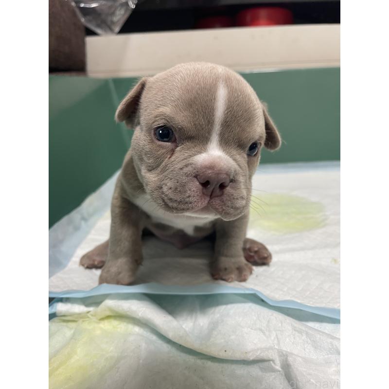 販売中の滋賀県のエキゾチックブリー-440731の4枚目