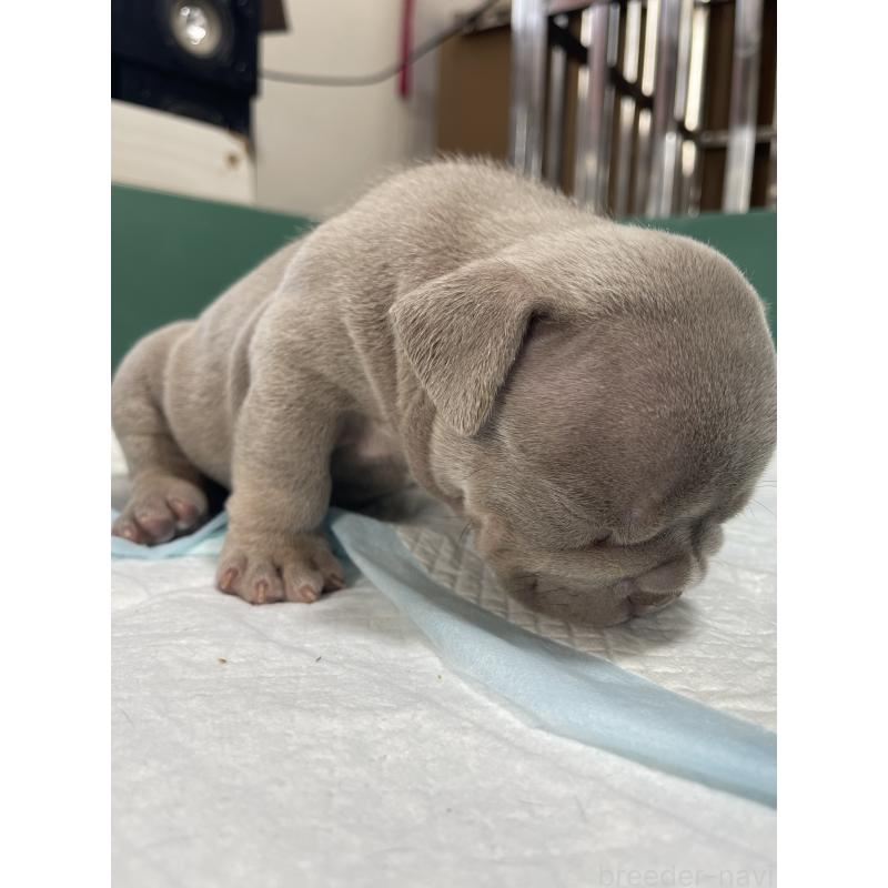 販売中の滋賀県のエキゾチックブリー-440730の9枚目