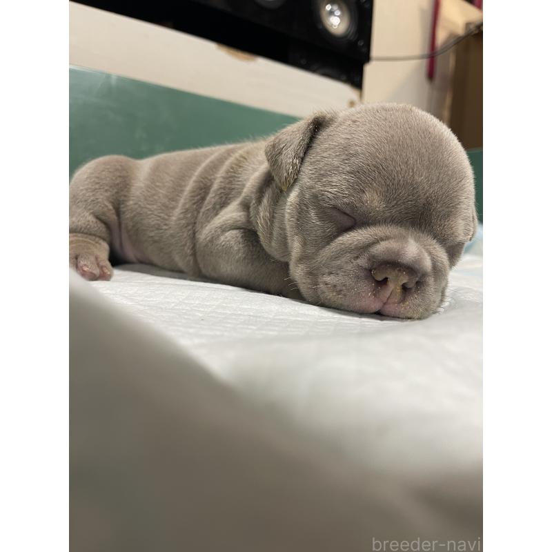 販売中の滋賀県のエキゾチックブリー-440730の8枚目