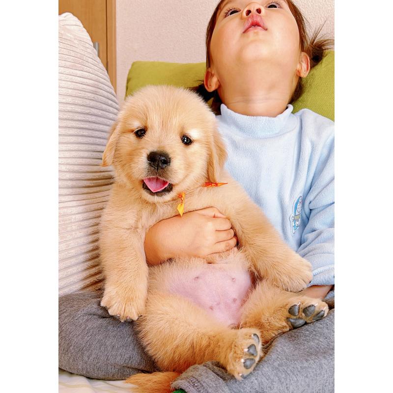 成約済の岐阜県のゴールデンレトリーバー-440585の15枚目