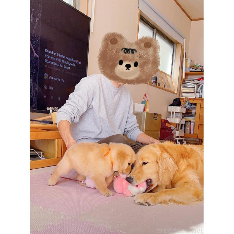 成約済の岐阜県のゴールデンレトリーバー-440585の14枚目