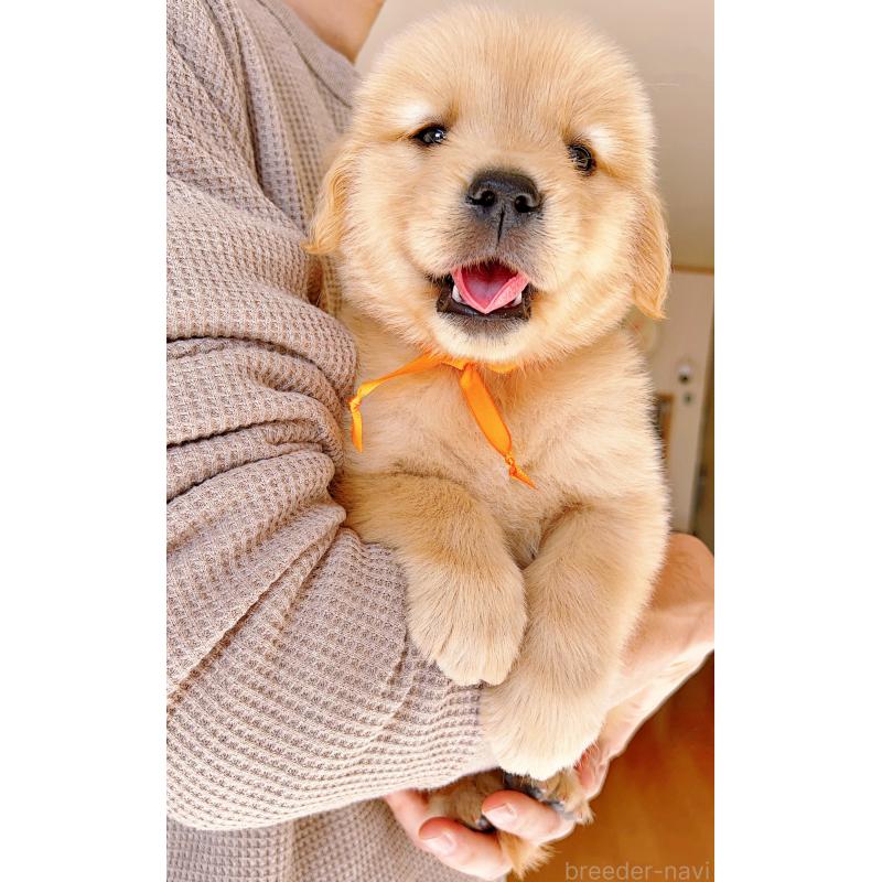 成約済の岐阜県のゴールデンレトリーバー-440585の13枚目