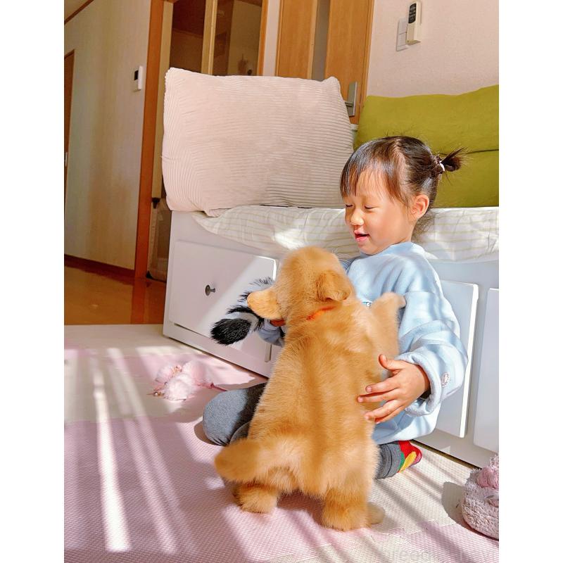 成約済の岐阜県のゴールデンレトリーバー-440585の12枚目