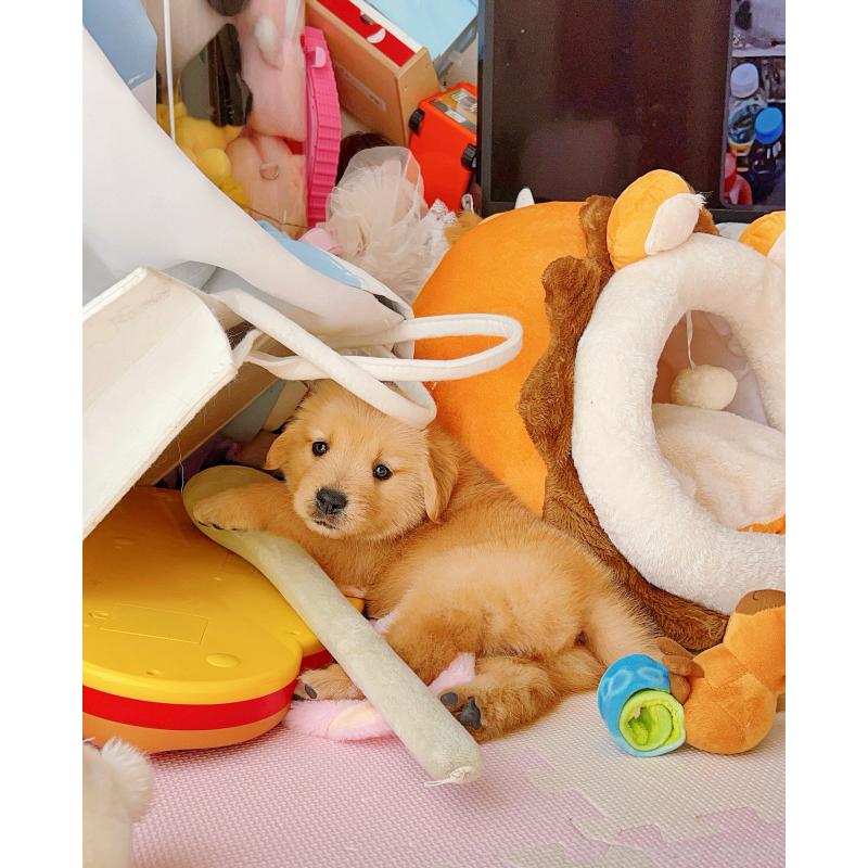 成約済の岐阜県のゴールデンレトリーバー-440585の11枚目