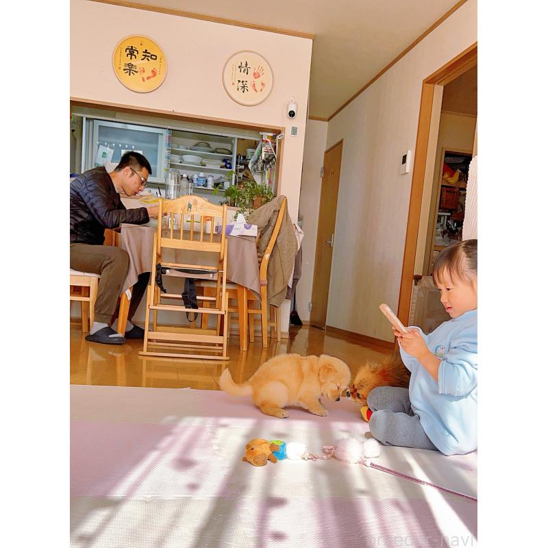 成約済の岐阜県のゴールデンレトリーバー-440585の10枚目